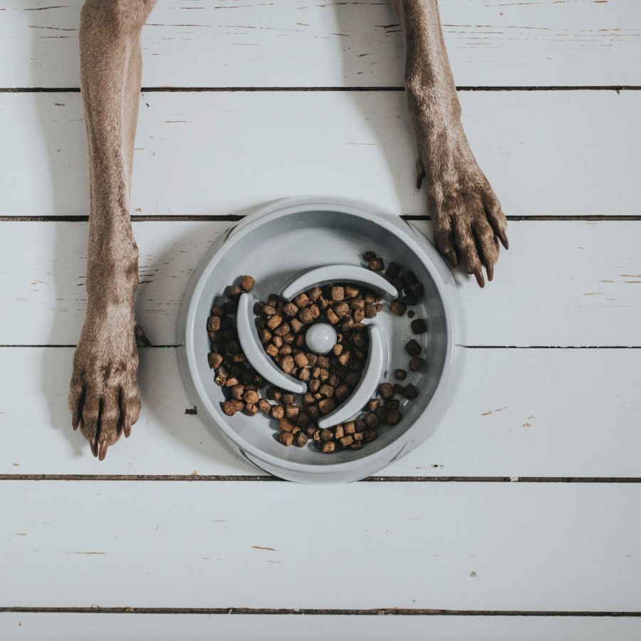 Gamelle Anti-glouton chien Atlanta