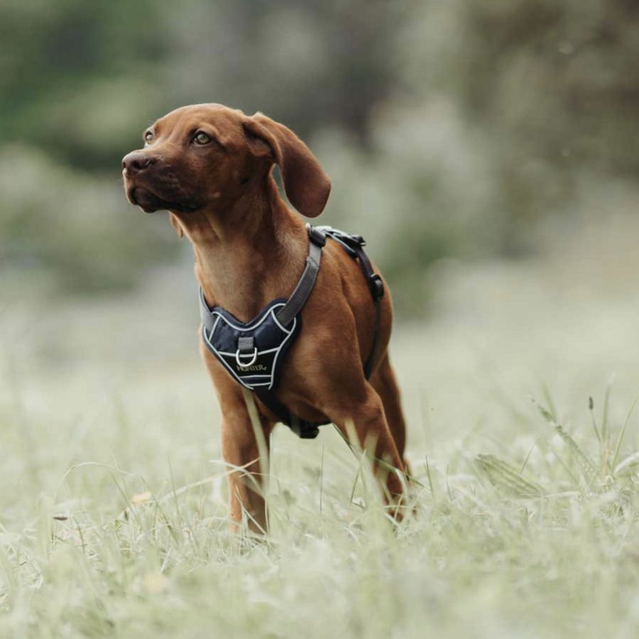 Harnais Divo pour chien qui tire fort BLEU FONCÉ