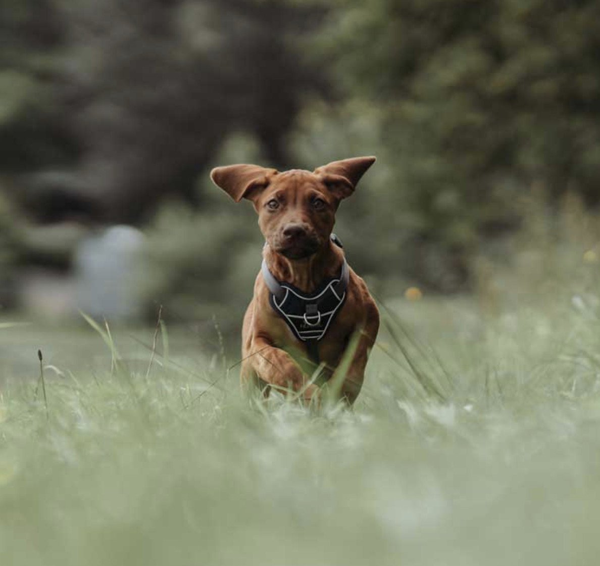 Harnais Divo pour chien qui tire fort BLEU FONCÉ