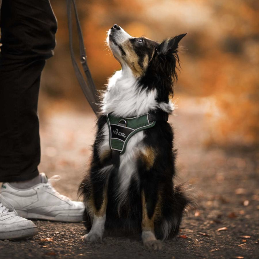 Harnais Divo chien VERT, attache anti traction