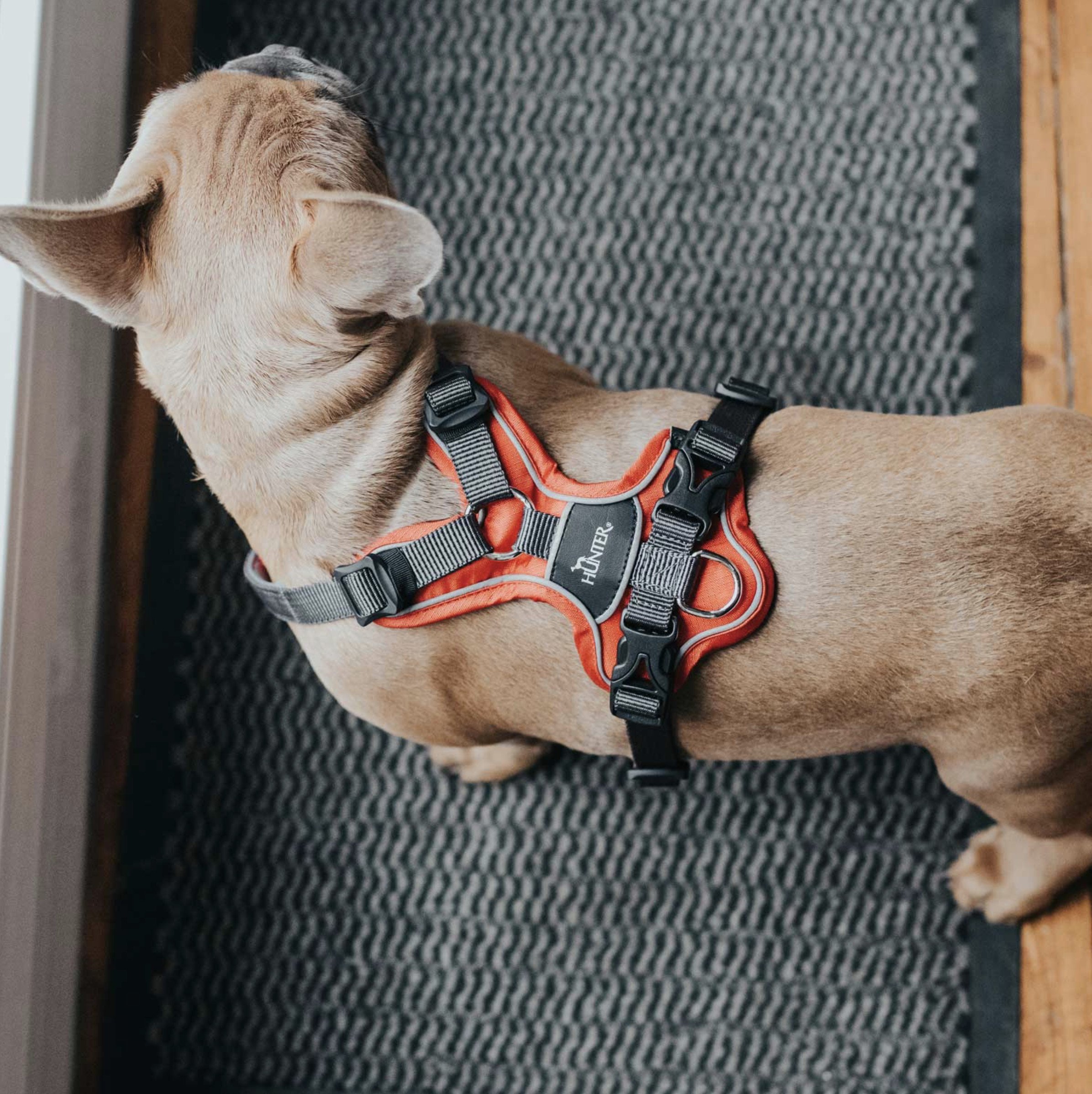 Harnais Divo pour chien qui tire ROUGE