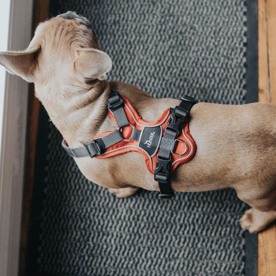 Harnais Divo pour chien qui tire ROUGE