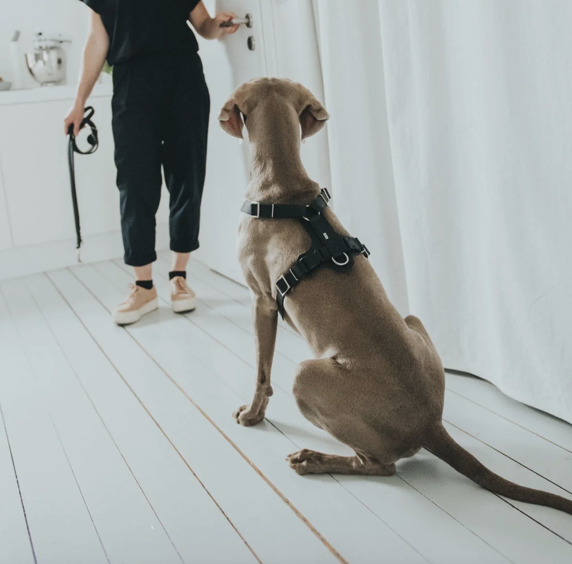 Harnais Aalborg noir pour Berger Allemand Malinois.