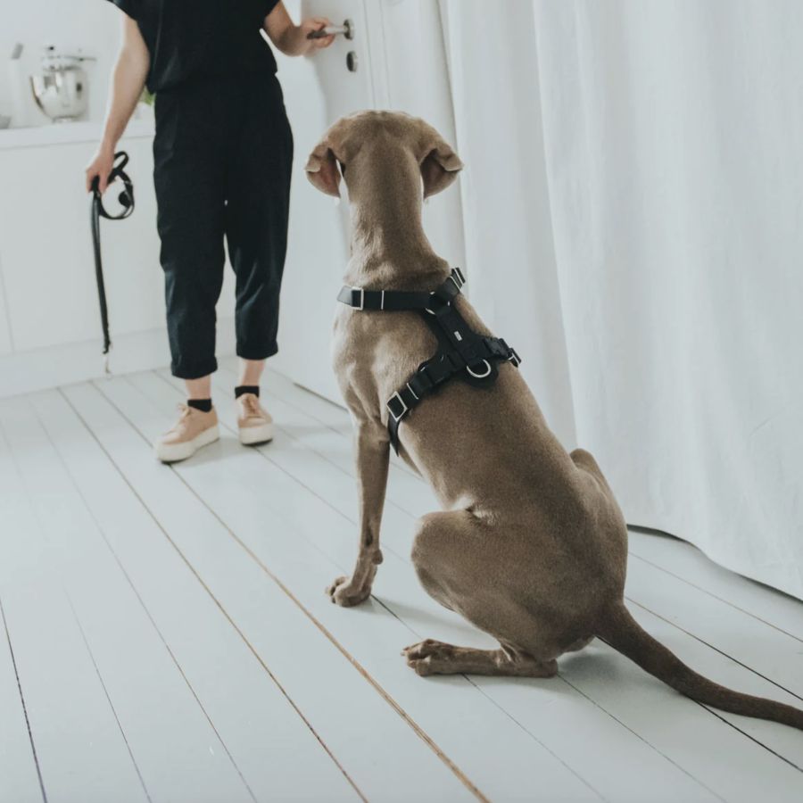 Harnais Aalborg noir pour Berger Allemand Malinois.