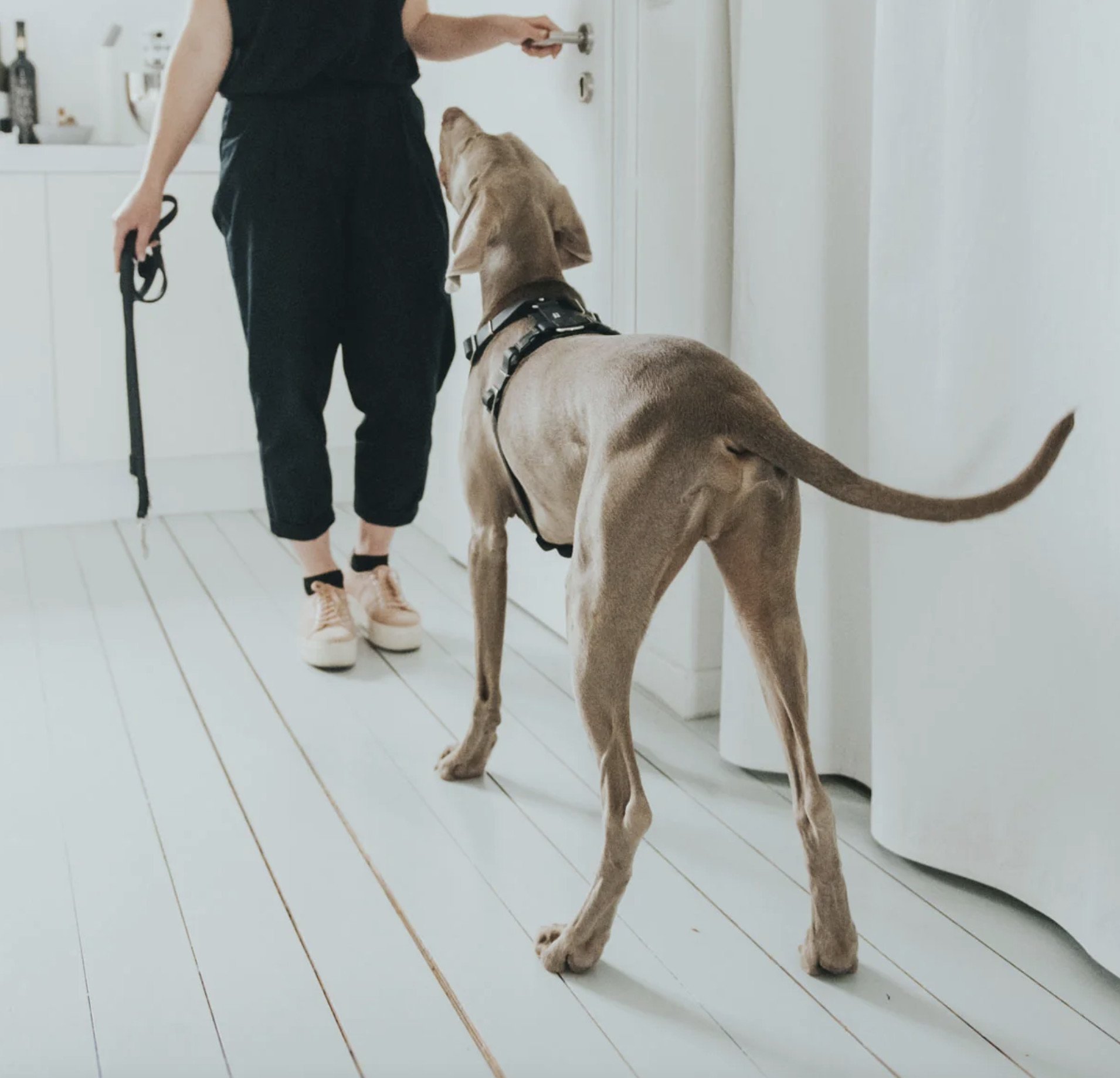 Harnais Aalborg noir pour Berger Allemand Malinois.