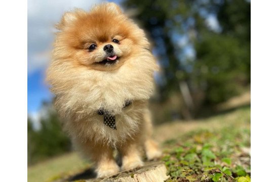 Spitz Allemand