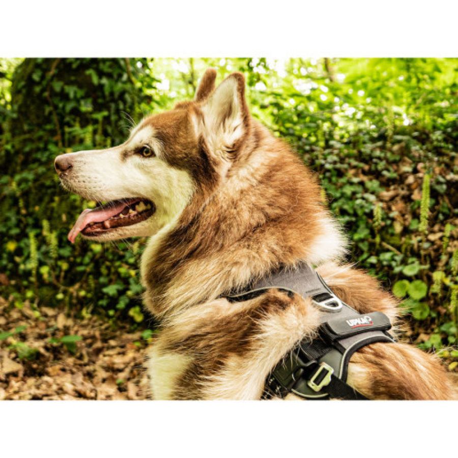 Harnais chien Style UPKA I-Dog gris