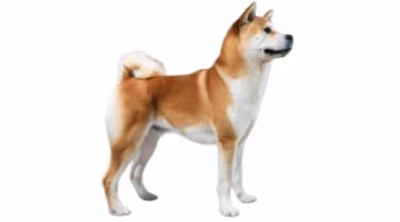 Akita Inu