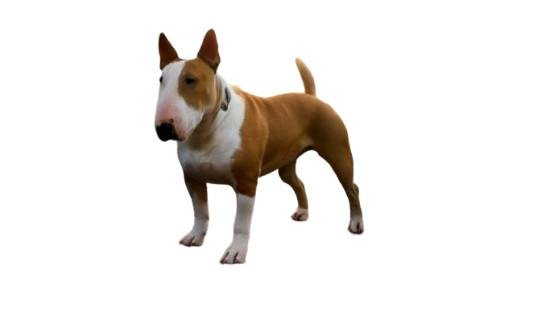 Bull Terrier
