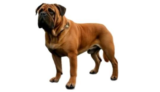 Bullmastiff