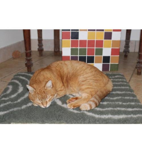 Tapis chauffant chiens, isolant, capte la chaleur