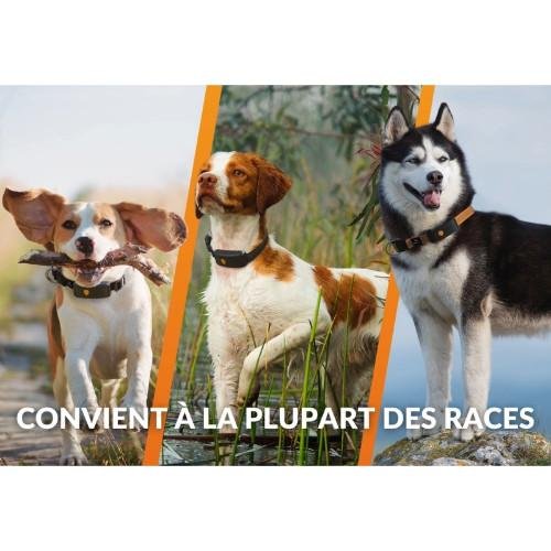 Collier GPS pour chien Weenect XT