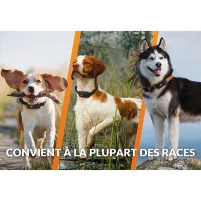 Collier GPS pour chien Weenect XT