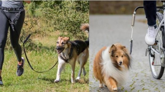 Sports Canins : Activités Dynamiques pour Tous les Chiens et Équipements Essentiels