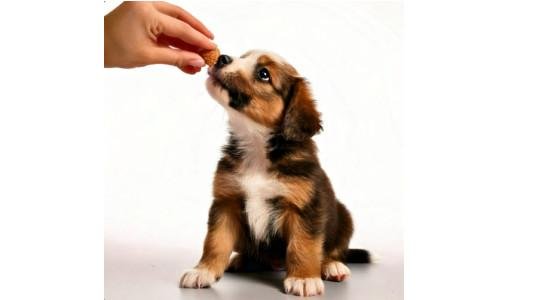 Éducation du chien : Maîtriser l'obéissance et renforcer votre complicité