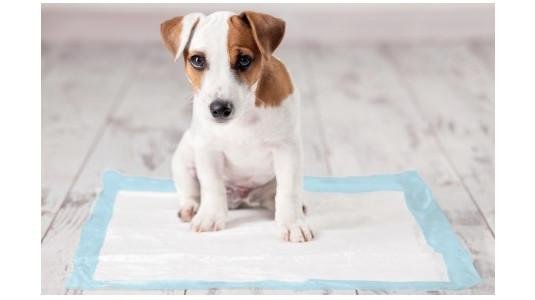 Apprendre la propreté à son chien