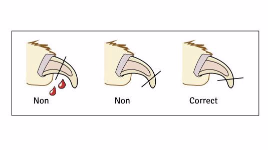 Comment couper les griffes de votre chat en toute sécurité ?