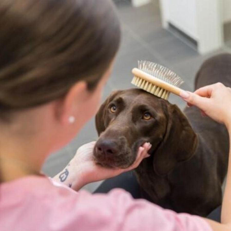 Brosse Double face en Bambou pour chaton