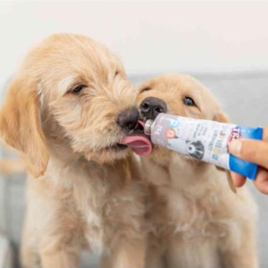 Friandise Pâté de foie chiot PREMIO