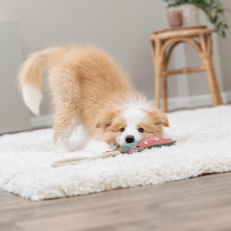 Jouet chien cuir véritable et corde dragon