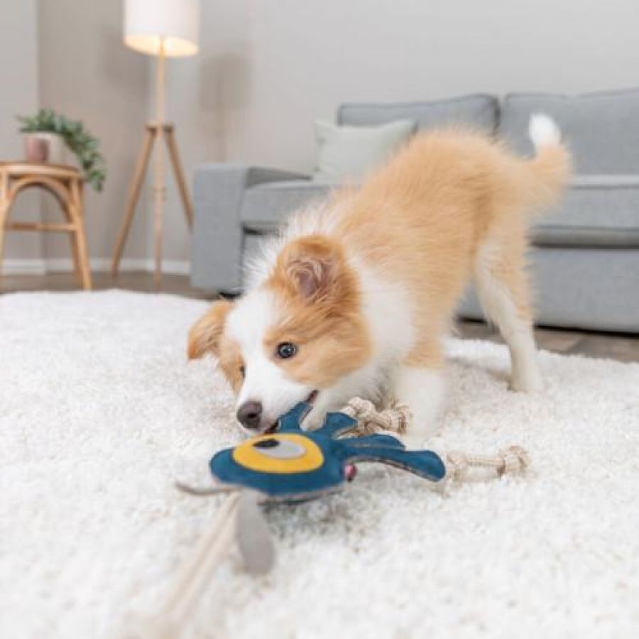 Jouet chien cuir véritable et corde monstre