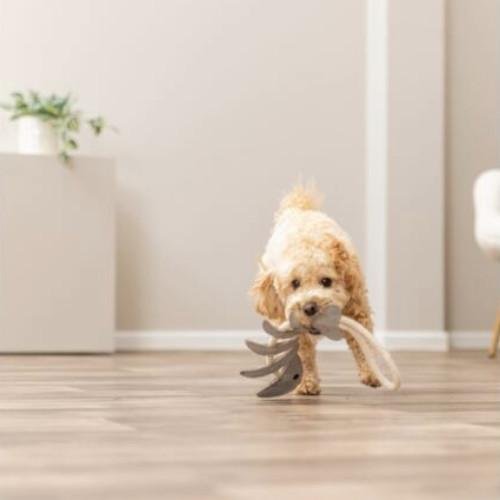 Jouet pour Chien en Cuir Véritable arête de Poisson sur Corde