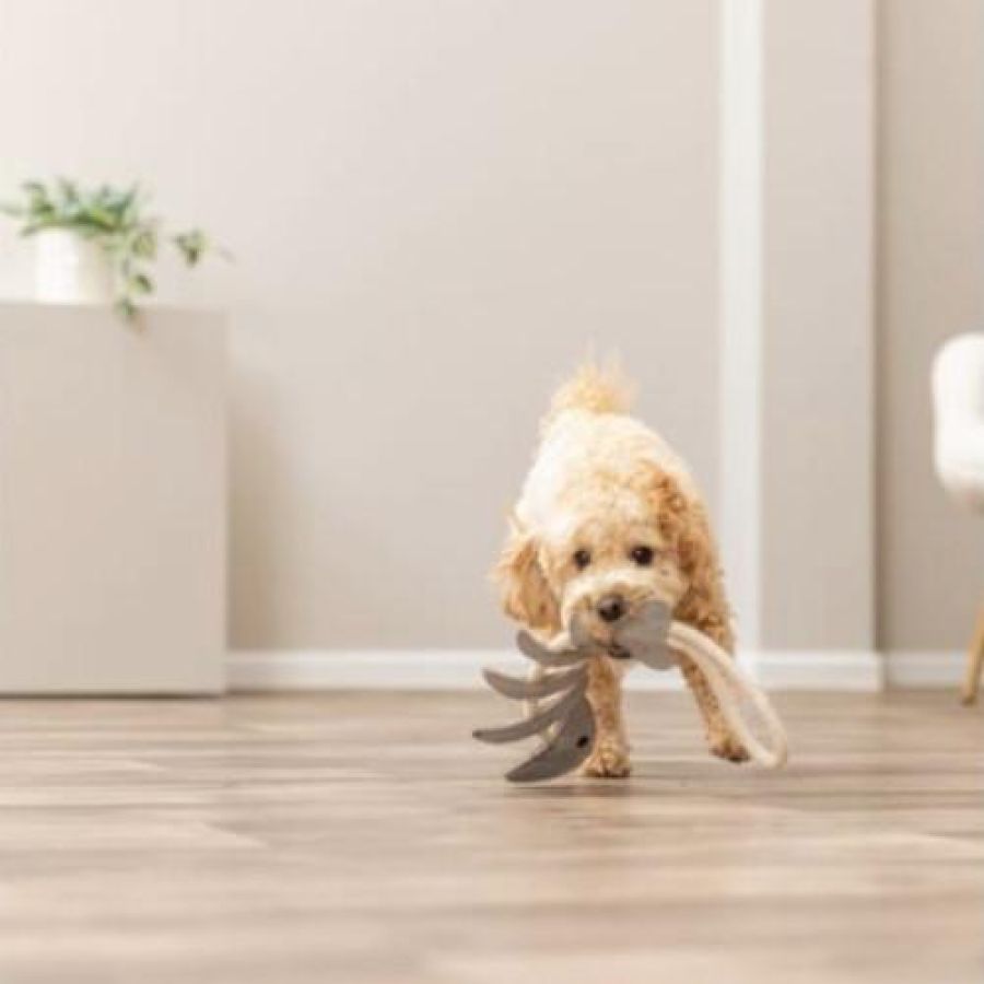 Jouet pour Chien en Cuir Véritable arête de Poisson sur Corde