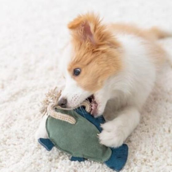 Jouet chien cuir véritable et corde poisson