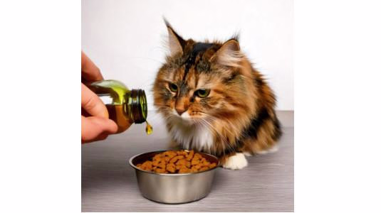 Pourquoi donner de l'huile de saumon à un chat ?