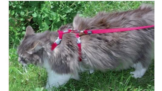 Comment mettre un harnais sur un chat ?