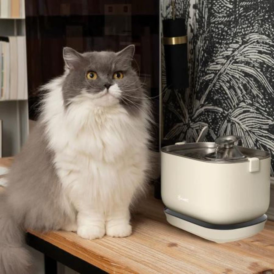 Fontaine à eau sans fil, design et silencieuse