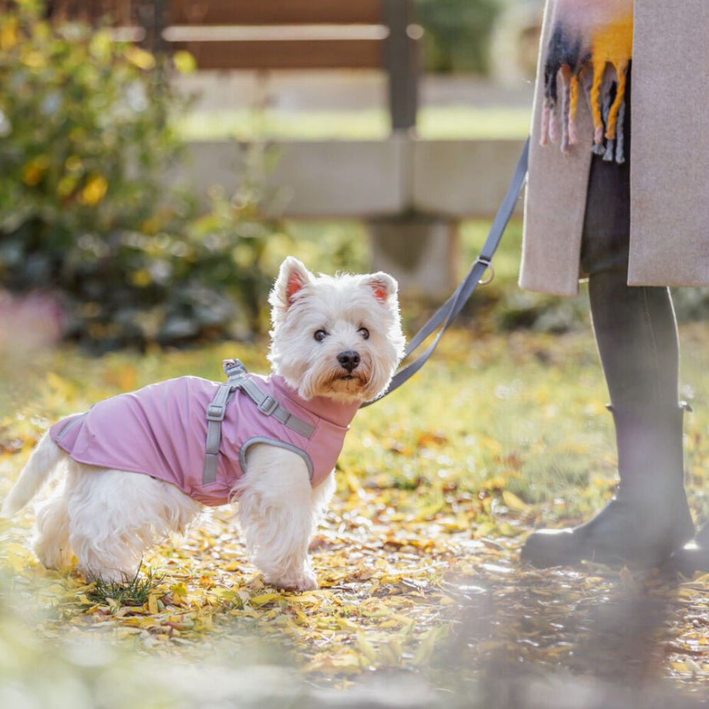 Manteau imperméable pour chien Pontis Rain harnais intégré