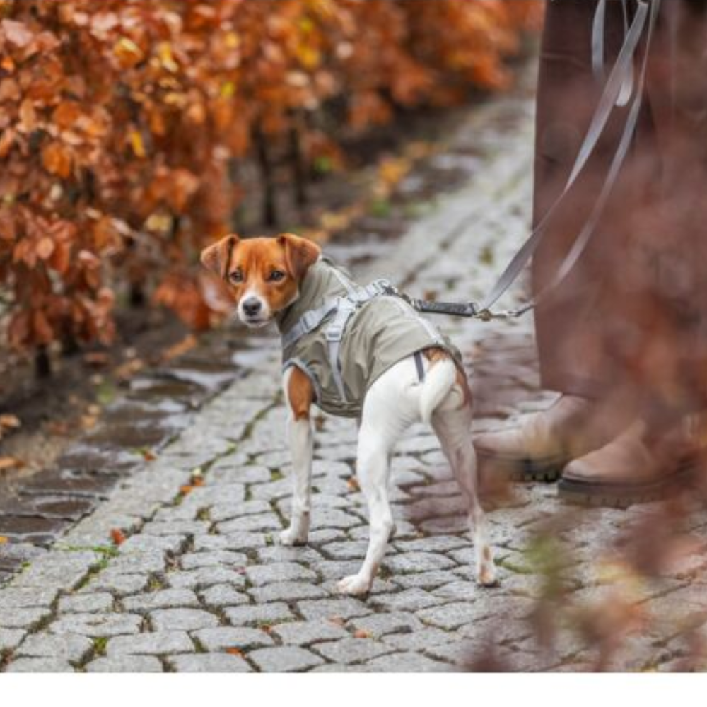 Manteau harnais intégré imperméable pour chien Pontis Rain harnais intégré