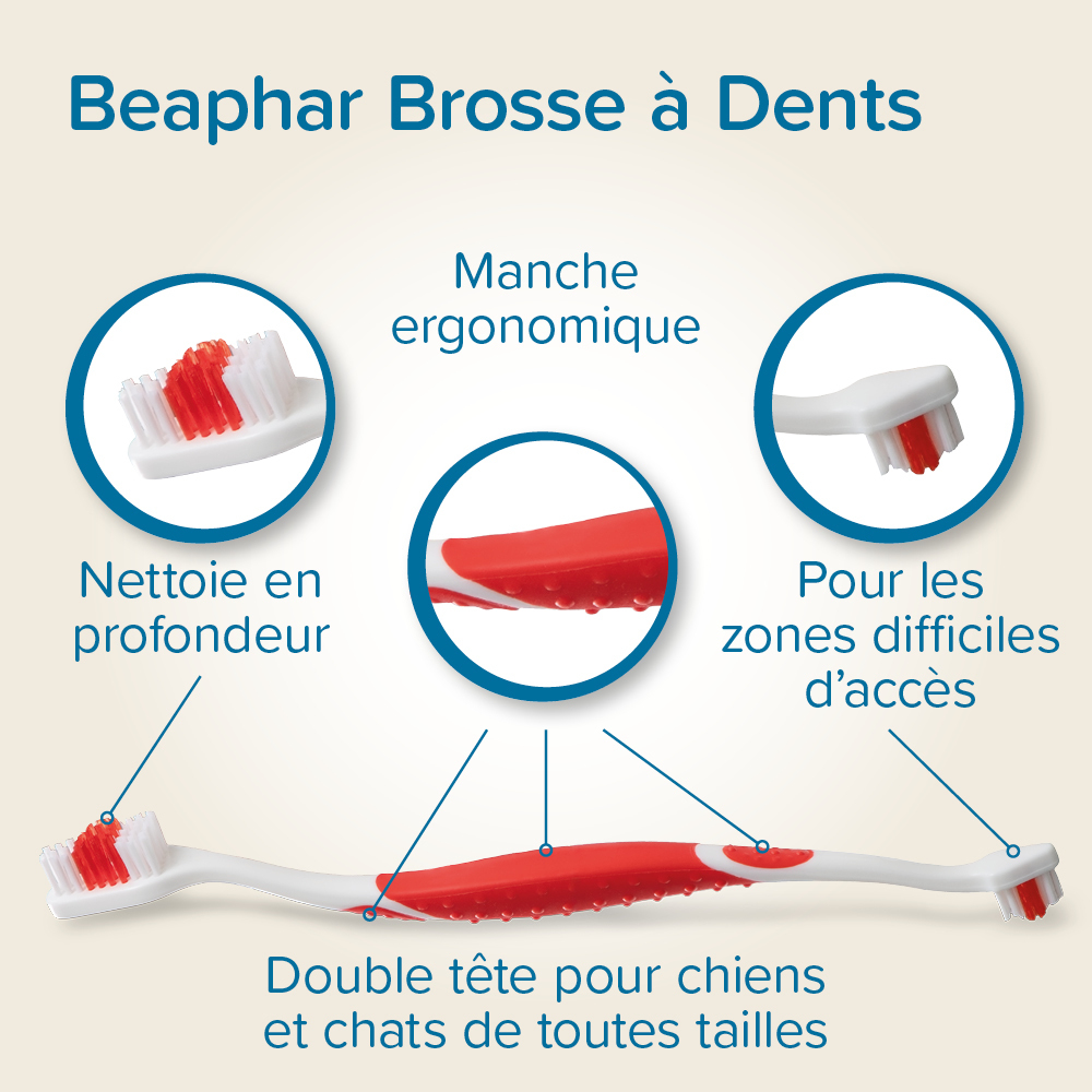 combi-pack-dentifrice-brosse-a-dents.jpg