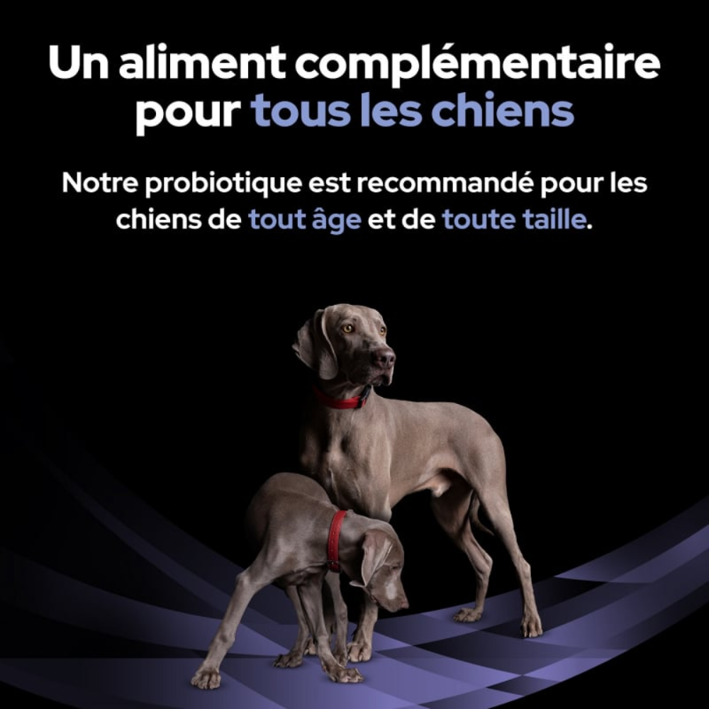 FortiFlora – Complément probiotique en sachets pour chien
