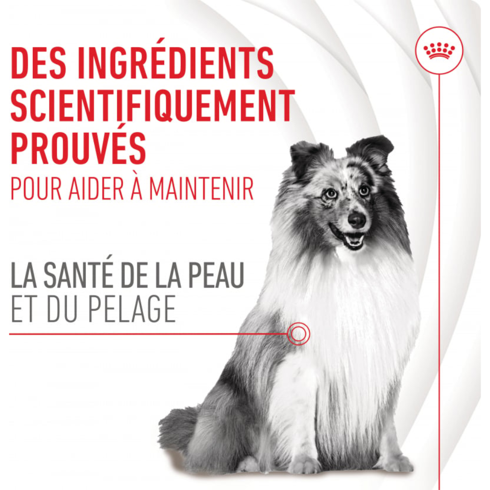 Friandises Skin & Coat Chews – Supplément peau & pelage pour chien adulte