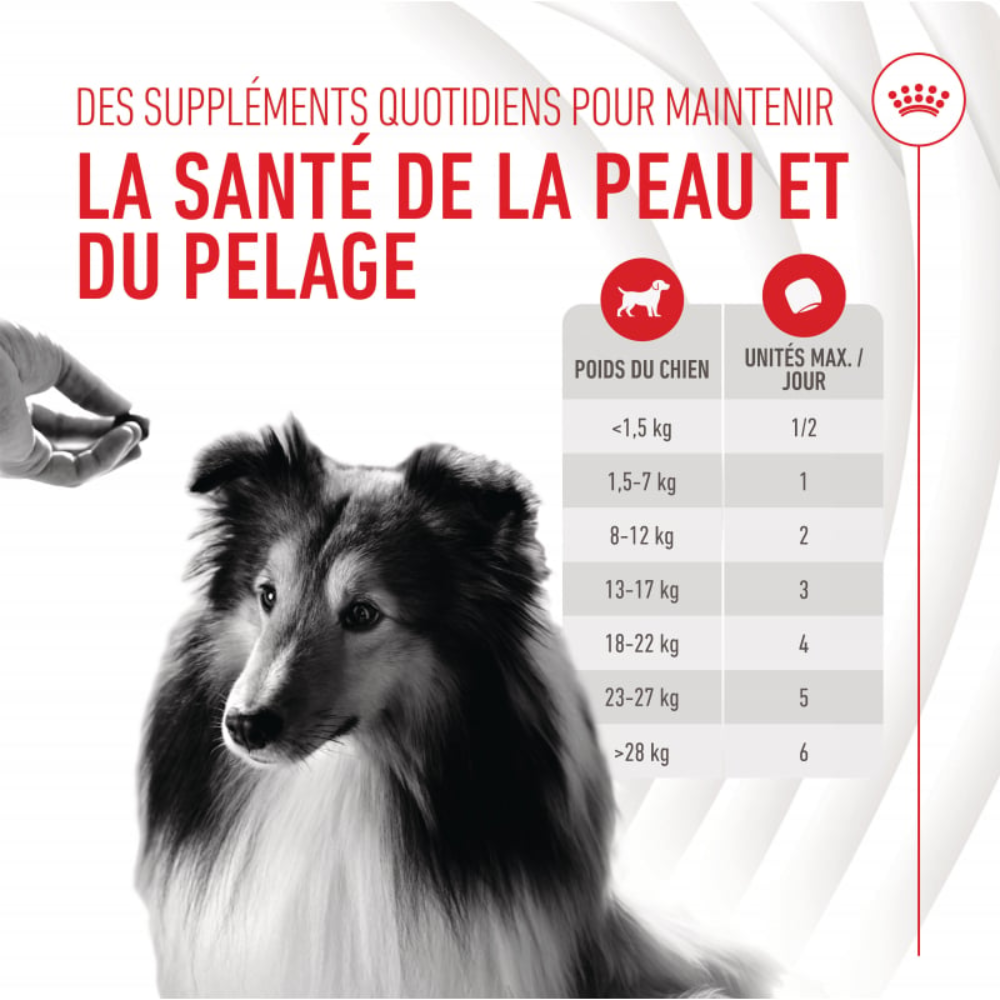 Friandises Skin & Coat Chews – Supplément peau & pelage pour chien adulte