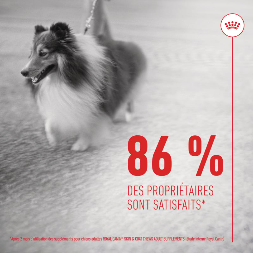 Friandises Skin & Coat Chews – Supplément peau & pelage pour chien adulte