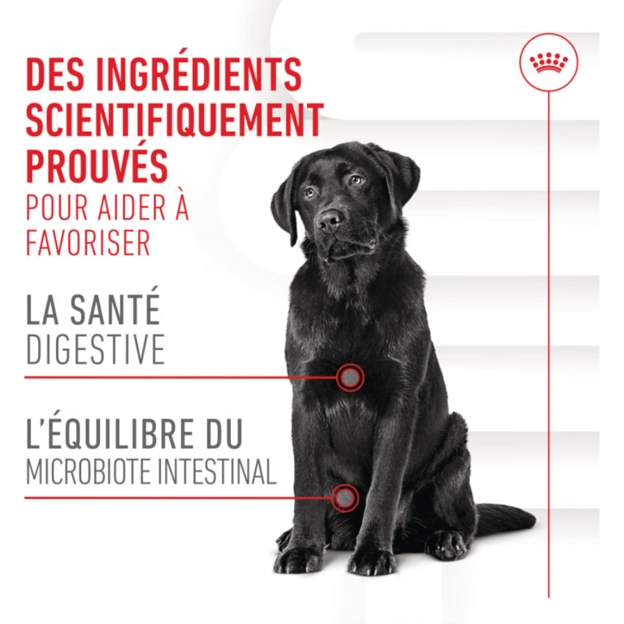 Friandises Digestion Chews – Complément digestion & microbiote pour chien adulte
