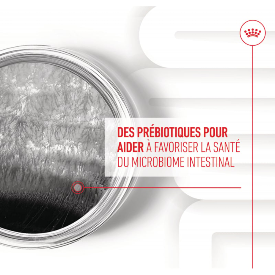 Friandises Digestion Chews – Complément digestion & microbiote pour chien adulte