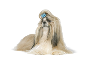 Shih Tzu