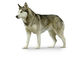 Husky de Sibérie