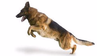 Berger Allemand