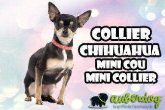 Collier Chihuahua : mini cou, mini collier !