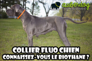 Collier fluo chien : biothane visibilité optimum !