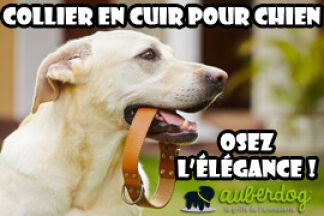 Collier cuir chien : optez pour l'élégance !
