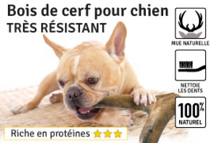 bois de cerf chien