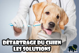 Détartrage chien : dents entartrées, les solutions !