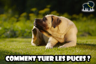 Répulsif puce : comment tuer les puces ?