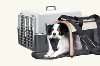 Cage ou sac de transport ? Quel est le plus adapté pour se déplacer ?